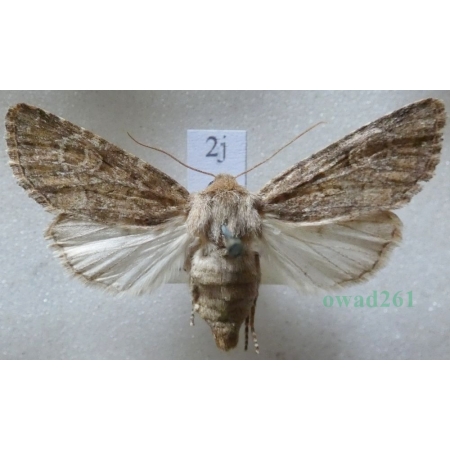 Luperina testacea (Denis & Schiffermüller, 1775) Czech2j